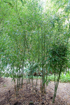 Phyllostachys aureosulcata Yellow-Groove Bamboo